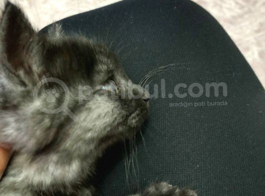 British Longhair 3 Aylık görsel