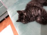 British Longhair 3 Aylık