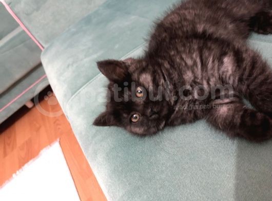 British Longhair 3 Aylık görsel