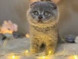 Panda Surat Scottish Fold