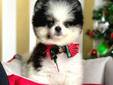 Safkan Teddy Bear Pomeranian Boo Yavrularımız