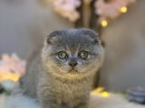 Panda Surat Scottish Fold