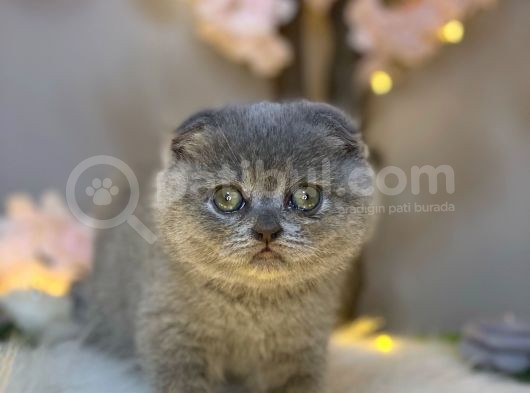 Panda Surat Scottish Fold görsel