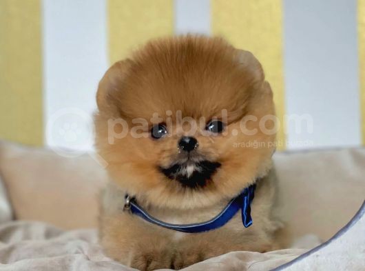 Safkan Teddy Bear Pomeranian Boo Yavrularımız görsel