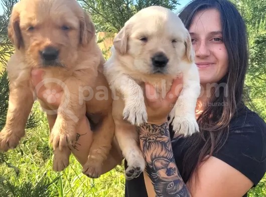 Golden Yavrusu (Bursa Köpek Okulu) görsel