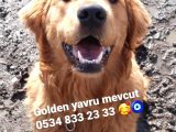 Golden Yavrusu (Bursa Köpek Okulu)
