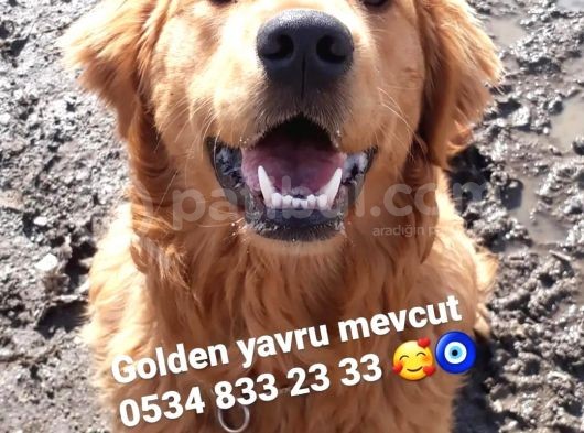 Golden Yavrusu (Bursa Köpek Okulu) görsel