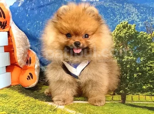 Satılık Pomeranian Boo Teddy Bear Yavrular görsel