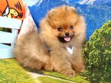 Satılık Pomeranian Boo Teddy Bear Yavrular
