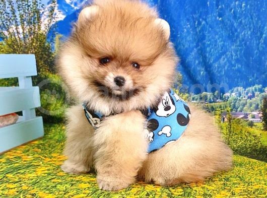 Orjinal Pomeranian Boo Yavrularımız görsel