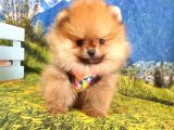 Satılık Pomeranian Boo Teddy Bear Yavrular
