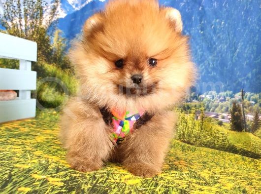 Satılık Pomeranian Boo Teddy Bear Yavrular