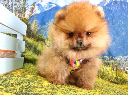 Satılık Pomeranian Boo Teddy Bear Yavrular görsel