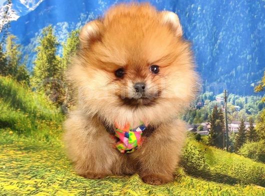 Satılık Pomeranian Boo Teddy Bear Yavrular görsel