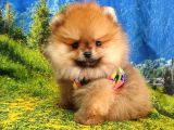 Satılık Pomeranian Boo Teddy Bear Yavrular