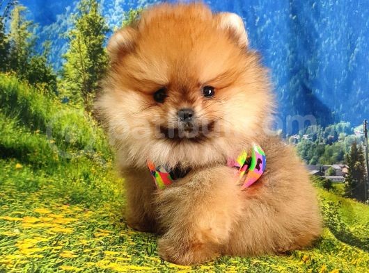 Satılık Pomeranian Boo Teddy Bear Yavrular görsel