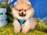 Satılık Pomeranian Boo Teddy Bear Yavrular