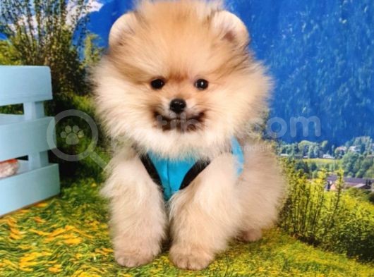 Satılık Pomeranian Boo Teddy Bear Yavrular görsel