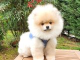 Pomeranian Boo Teddy Bear Tıraşlı Yavrular