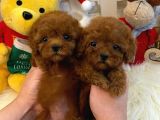 Red Brown Toy Poodle Yavrularimiz