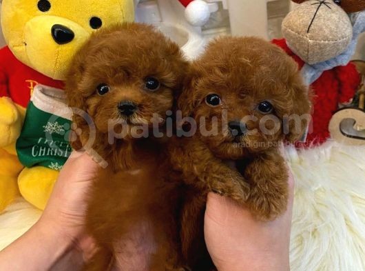 Red Brown Toy Poodle Yavrularimiz