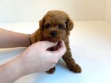 Red Brown Toy Poodle Yavrularimiz