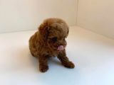 Red Brown Toy Poodle Yavrularimiz