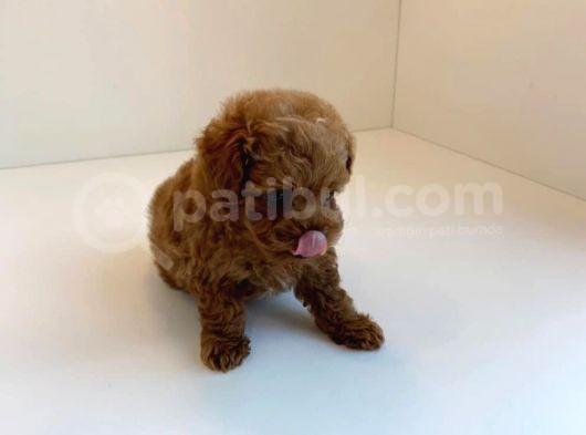 Red Brown Toy Poodle Yavrularimiz görsel