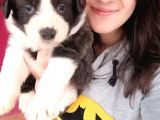 Border Collie Yavrular