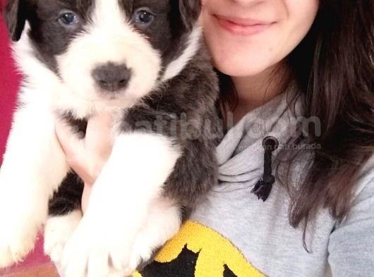 Border Collie Yavrular görsel