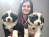 Border Collie Yavrular