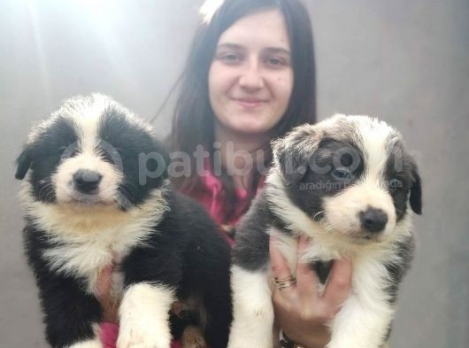 Border Collie Yavrular görsel