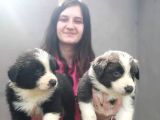 Border Collie Yavrular