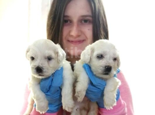 Maltese Yavruları (Bursa Köpek Okulu) görsel