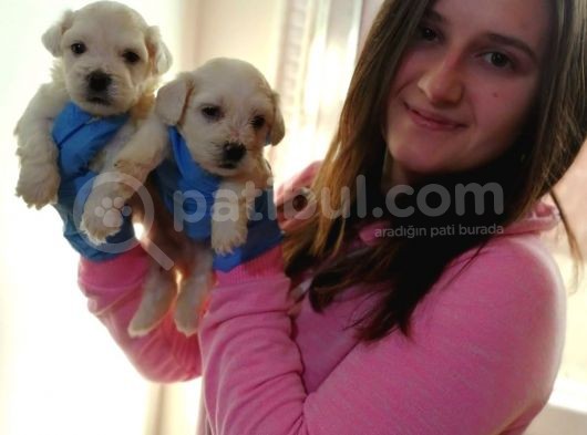 Maltese Yavruları (Bursa Köpek Okulu)