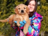 Golden Yavrusu (Bursa Köpek Okulu)