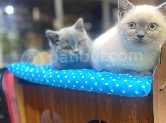 Show Kalite Blue Point Yavrularımız görsel