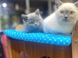 Show Kalite Blue Point Yavrularımız