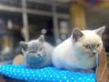 Show Kalite Blue Point Yavrularımız