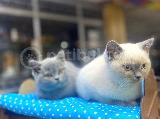 Show Kalite Blue Point Yavrularımız görsel