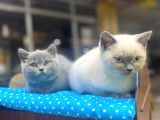 Show Kalite Blue Point Yavrularımız