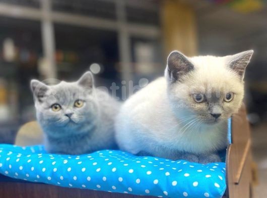 Show Kalite Blue Point Yavrularımız görsel