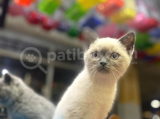 Show Kalite Blue Point Yavrularımız görsel