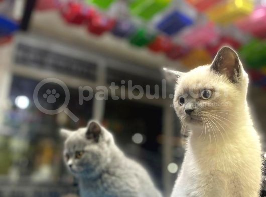 Show Kalite Blue Point Yavrularımız görsel