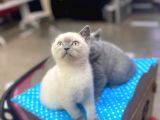 Show Kalite Blue Point Yavrularımız
