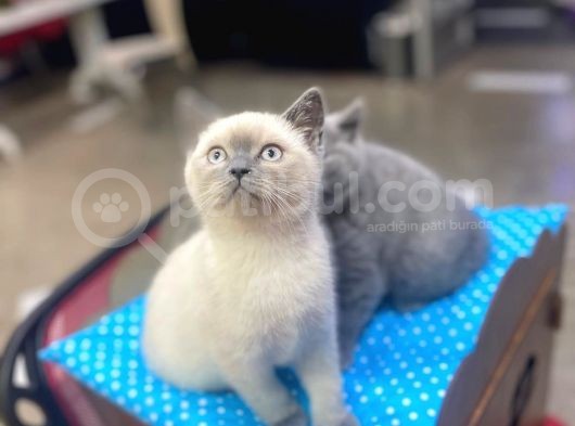 Show Kalite Blue Point Yavrularımız görsel