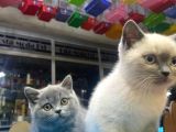 Show Kalite Blue Point Yavrularımız