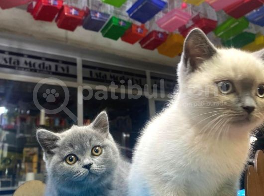 Show Kalite Blue Point Yavrularımız
