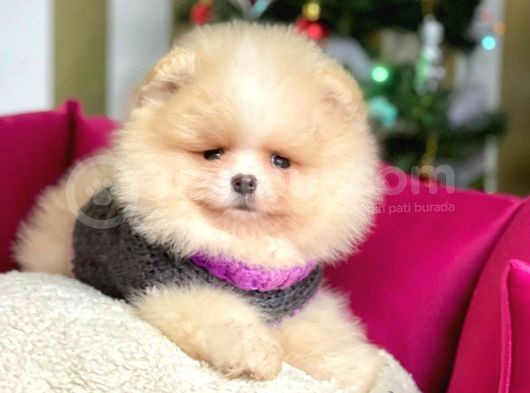Erkek Ve Dişi Show Kalite Pomeranian görsel