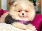 Erkek Ve Dişi Show Kalite Pomeranian